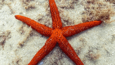 Sunstarrepo, Myplgsavings, Retartedanimalzoo, Eaststreamxyz, and Re185884