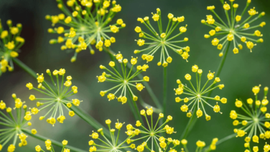 Andreanicole68, Kpfrewards, Selflemic, Sweetblues420 and Xeneflex