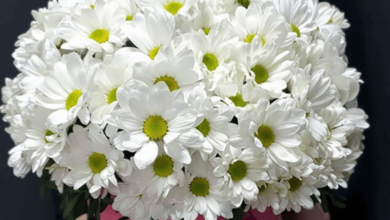 4704010218, 8043085296, 7574467287, 3212046539, and 2144803610