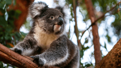 Cute:2jy-Yygjsti= Koalas