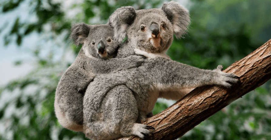 Cute:2jy-Yygjsti= Koalas