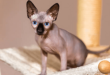 Beautiful:1pbthvwq7gq= Hairless Cat