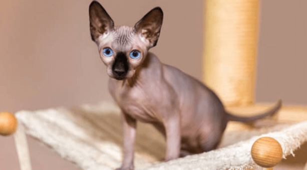 Beautiful:1pbthvwq7gq= Hairless Cat