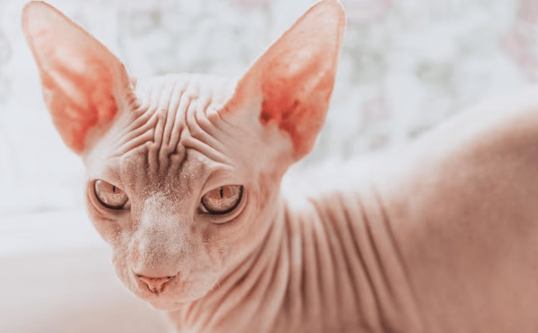 Beautiful:1pbthvwq7gq= Hairless Cat