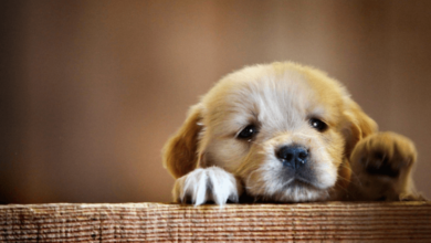 Desktop:9msasdqlrck= Cute Dog Wallpaper