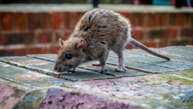 Rat Removal Tips Near Parks: Effective Strategies for Urban Areas