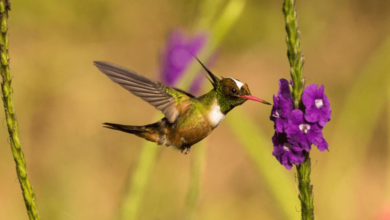 Amsterdambased 25M Hummingbirdemir Interestingengineering