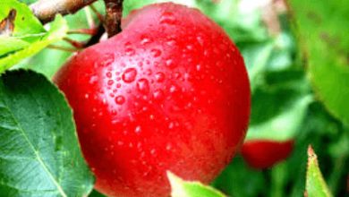 Sources Flexport Apple Asian