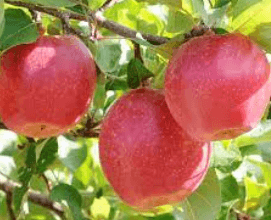 Sources Apple Cheereuters
