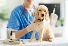 How Animal Vaccinations Protect Your Pets from Common Diseases