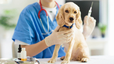 How Animal Vaccinations Protect Your Pets from Common Diseases
