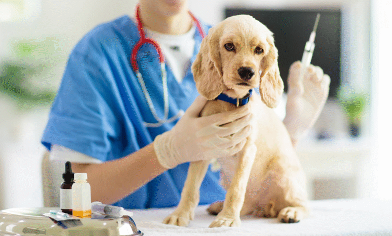 How Animal Vaccinations Protect Your Pets from Common Diseases