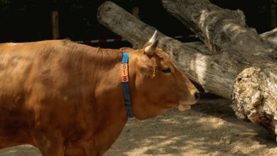 identification log covering numbers