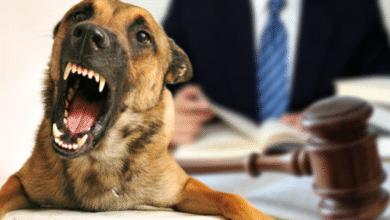How A Dog Bite Lawyer Protects Your Legal Rights?