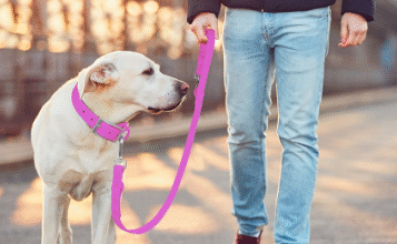 Paws, Style, and Safety: The Ultimate Guide to Accessories for Dogs
