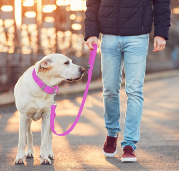 Paws, Style, and Safety: The Ultimate Guide to Accessories for Dogs