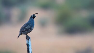 comprehensive lamp guide overview