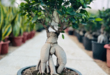 Where to Buy a Ficus Bonsai Tree: How to Spot a Healthy Plant