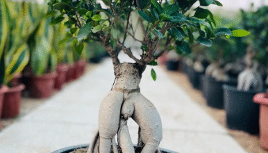 Where to Buy a Ficus Bonsai Tree: How to Spot a Healthy Plant