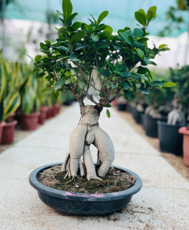 Where to Buy a Ficus Bonsai Tree: How to Spot a Healthy Plant
