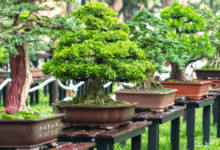 A Complete Guide to Buying Bonsai Trees Wholesale
