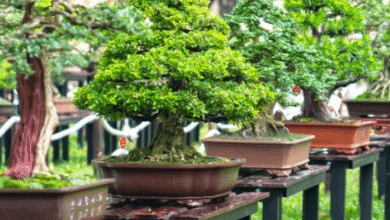 A Complete Guide to Buying Bonsai Trees Wholesale