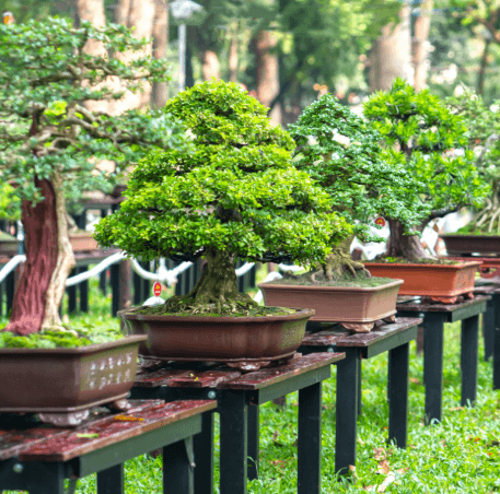 A Complete Guide to Buying Bonsai Trees Wholesale